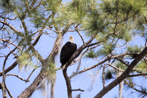 Perched Bald Eagle