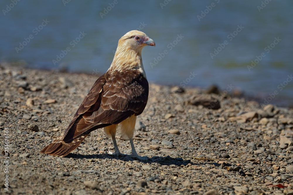 Fototapeta premium Yellow-headed Caracara - Milvago chimachima is a bird of prey in the family Falconidae