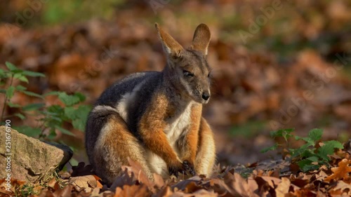 Yellow-footed rock-wallaby  photo