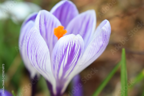 Violet crocuses. Spring first flowers. Close-up
