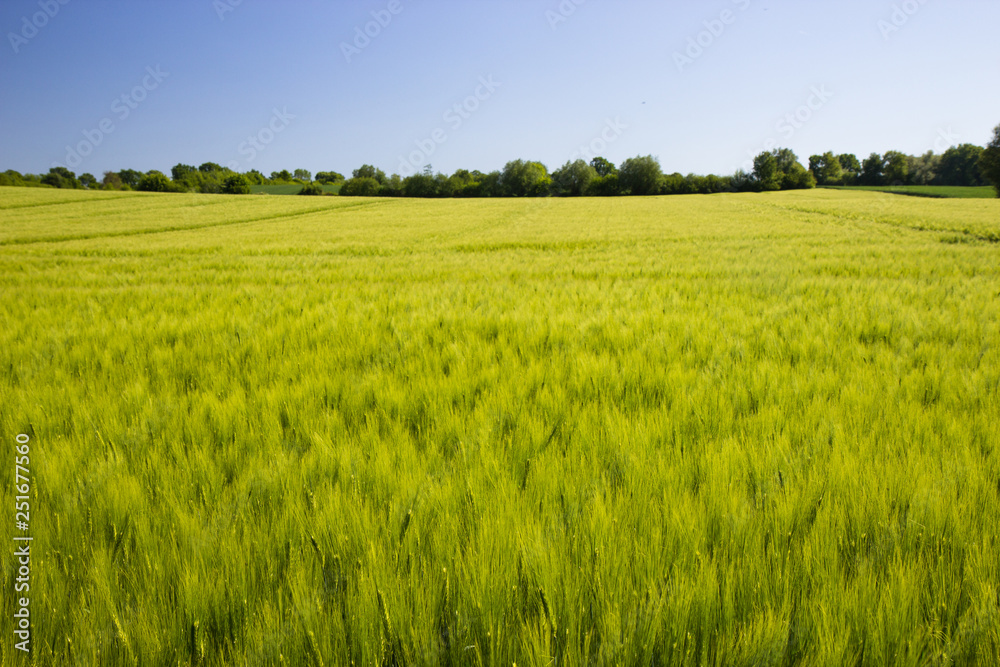 view of spring meadows