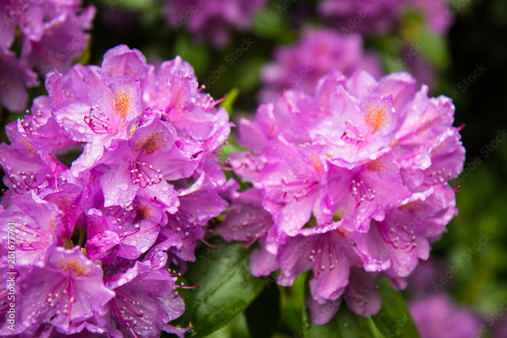 pink Rhododendron flowers in a garden