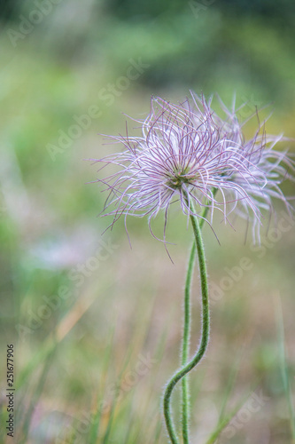 pulsatilla - wild hairy flower close-up