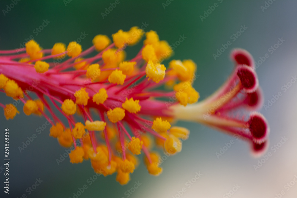 HIBISCUS HIBISCUS