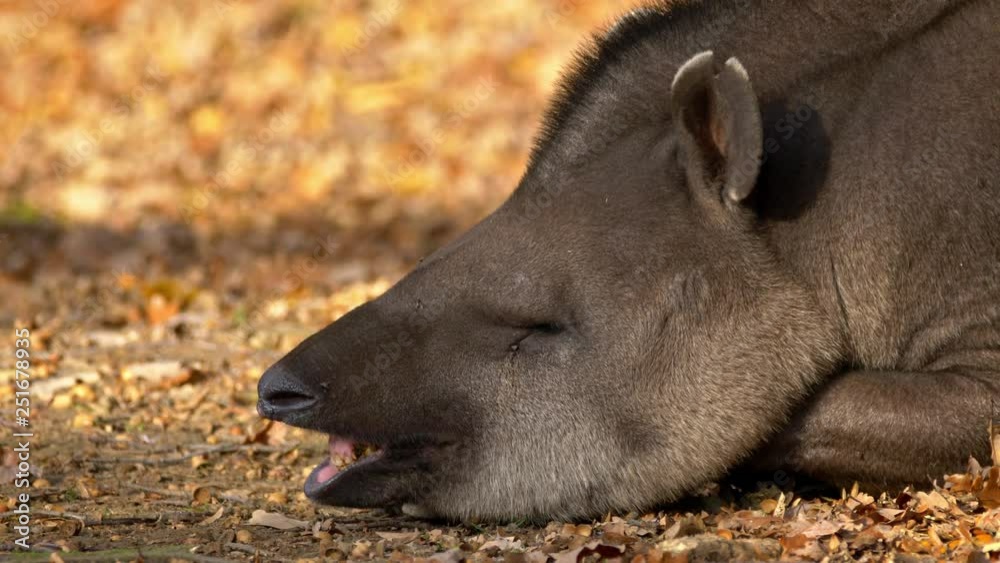 South american tapir (Tapirus terrestris) relaxing South american tapir (Tapirus terrestris) relaxing