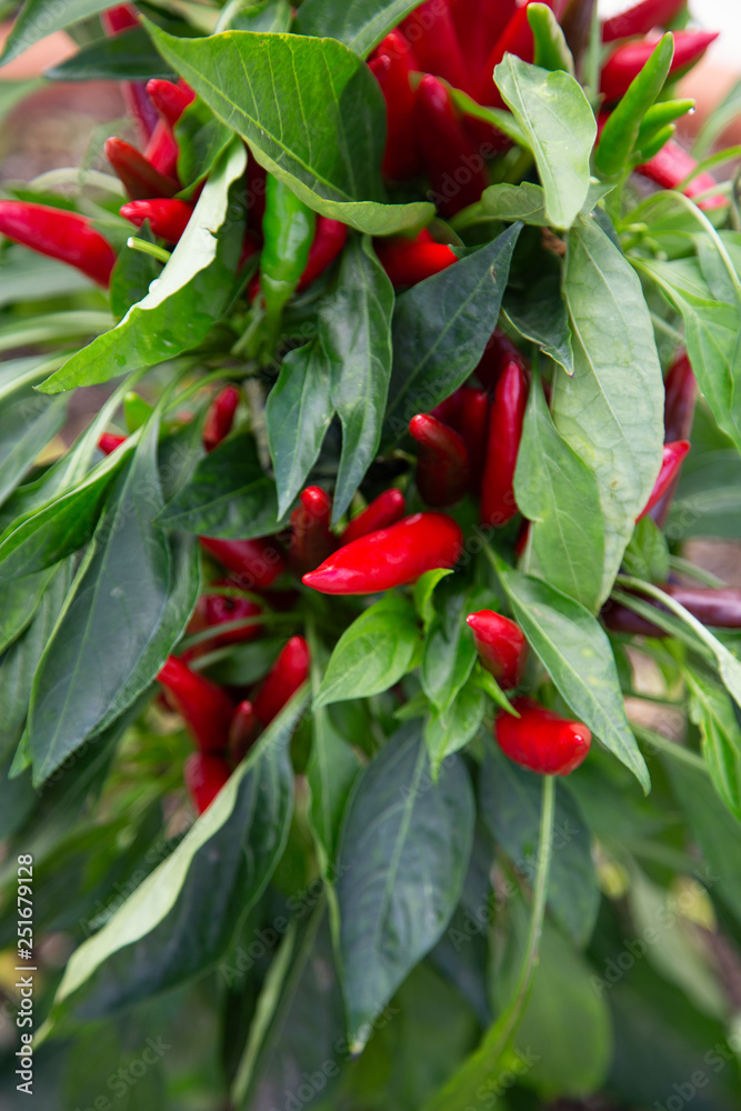 Fresh red chillies with green leaves on the grocer bench Fresh red chillies with green leaves on the grocer bench