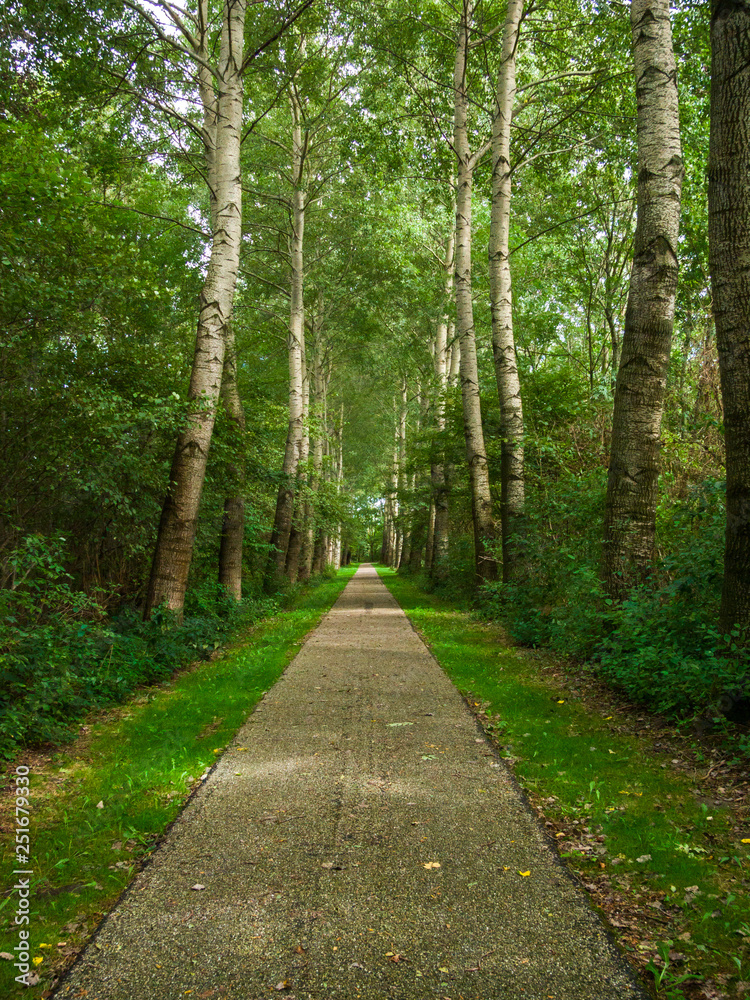 Amazing green tree path inside the woods outside. Nature path with green grass and green trees. 