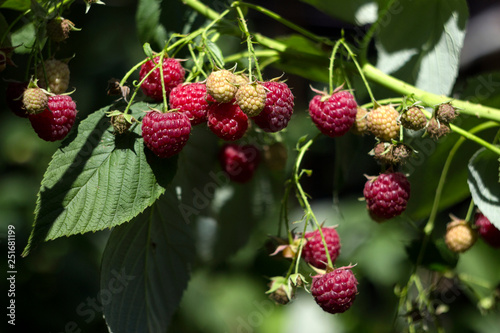 Ripe red raspberry grows in the garden, useful fruit, berry Bush, background