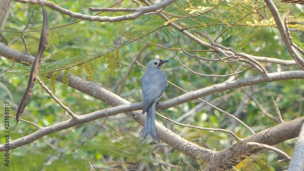 Ashy Drongo bird (Dicrurus leucophaeus) on branch in tropical rain forest. Ashy Drongo bird (Dicrurus leucophaeus) on branch in tropical rain forest.