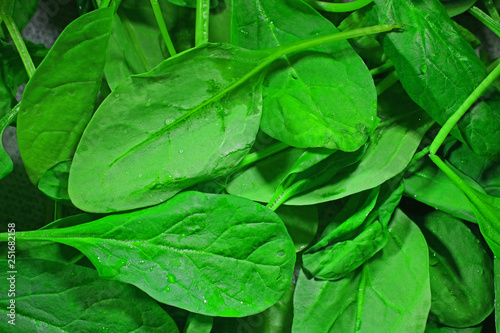 Green spinach leaves with water drops