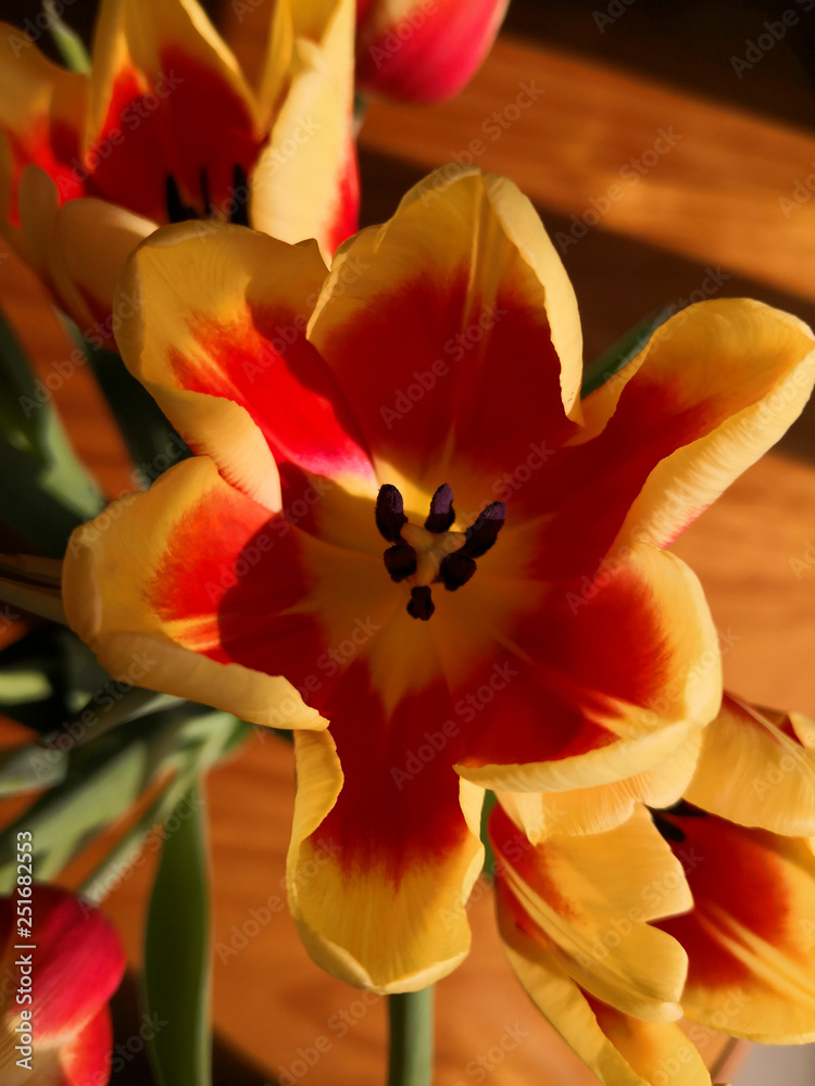 Yellow and red open tulip flower, macro Yellow and red open tulip flower, macro
