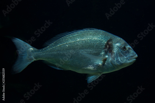 Gilt-head (sea) bream, Dorade Royale (Sparus aurata). © Elena