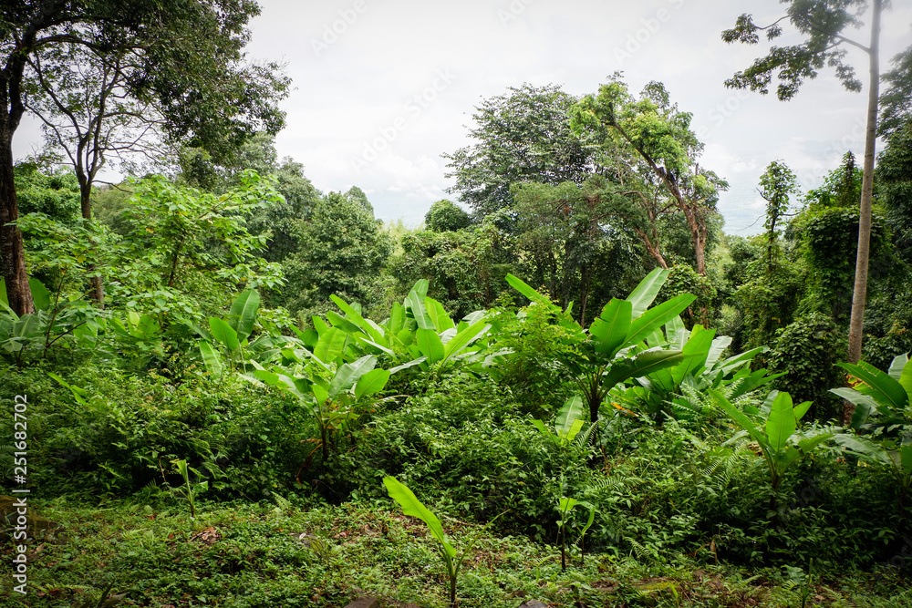 Fototapeta premium jungle tropical plant with bush of banana tree and green leaves in the rain forest
