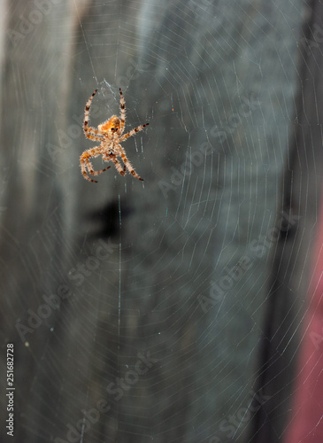 Spider in web (Araneus gemma)