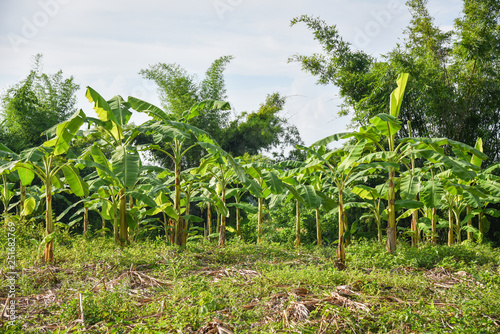 banana tree growing in the agriculture plantation banana field in asia