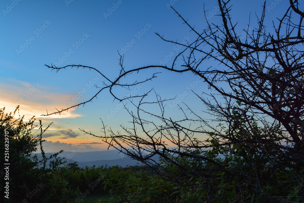 Silhouette branch Acacia thorn tree bush with Sunrise Cloud blue sky background Silhouette branch Acacia thorn tree bush with Sunrise Cloud blue sky background