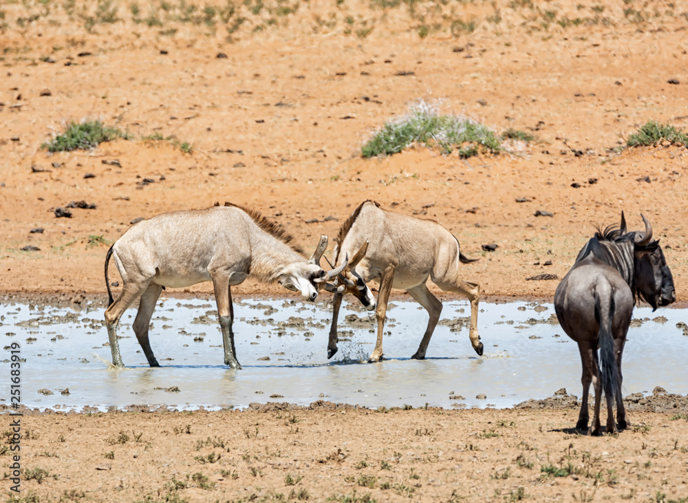 Roan Antelope Roan Antelope