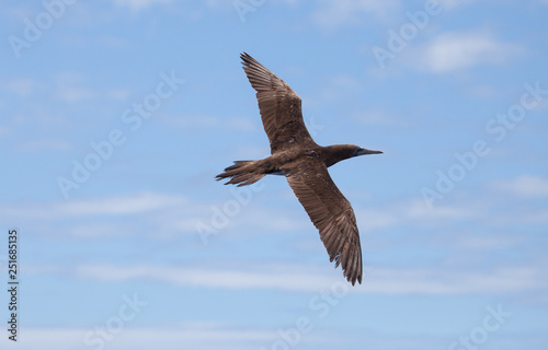 Brown booby in flight