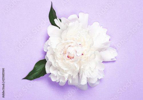 White peony flower and leaves on purple background. Top view. Flat lay.