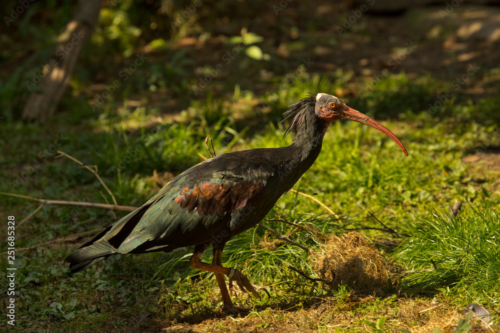Fototapeta premium Northern bald ibis, hermit ibis, waldrapp (Geronticus eremita).