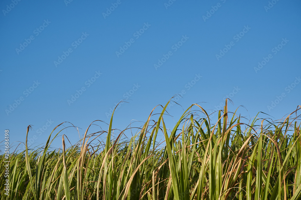 Obraz premium A Group of Sugar Canes 7
