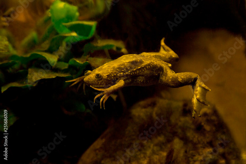 African clawed frog, African clawed toad, African claw-toed frog, platanna (Xenopus laevis).