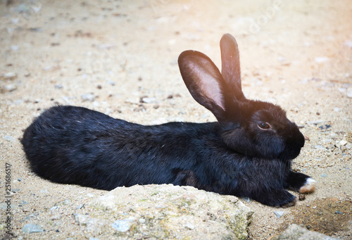 Black rabbit bunny lying on ground in the animal pets farm