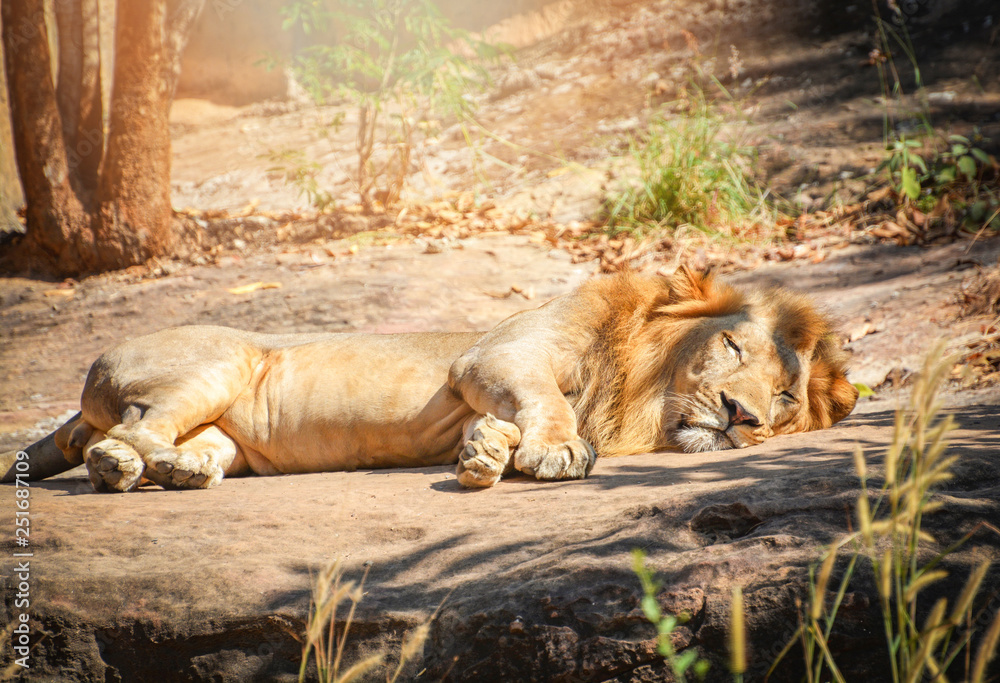 Lion lying relaxing on floor stone safari in the national park / king of the Wild Lion lying relaxing on floor stone safari in the national park / king of the Wild