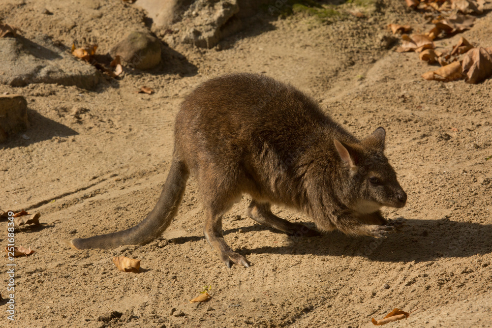 Parma wallaby (Macropus parma). Parma wallaby (Macropus parma).