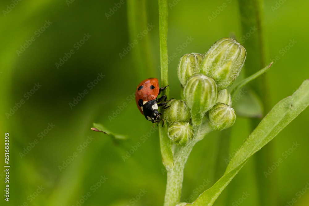 Ladybird