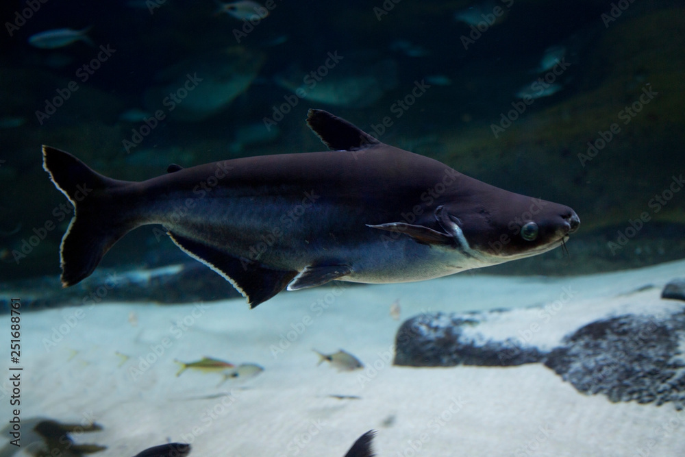  Giant pangasius, paroon shark, pangasid-catfish, Chao Phraya giant catfish (Pangasius sanitwongsei).