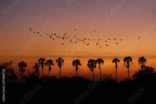 silhouette sugar palm with group of birds flying back to home