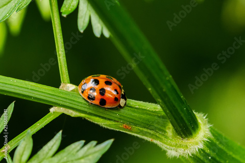 Ladybird © Martin