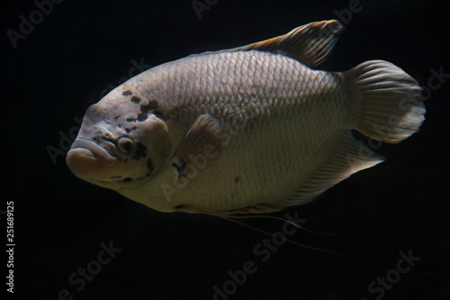 Giant gourami (Osphronemus laticlavius). photo