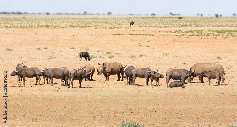 White Rhino and Buffalo White Rhino and Buffalo