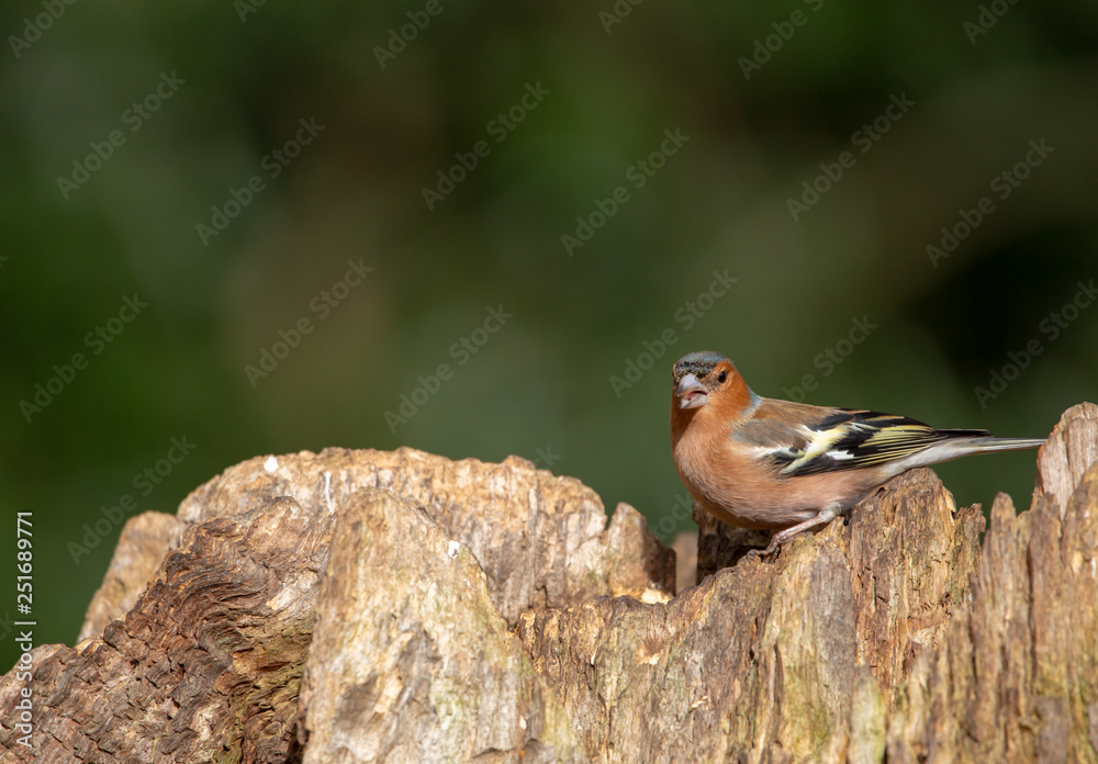 Buchfink auf demBAumstamm