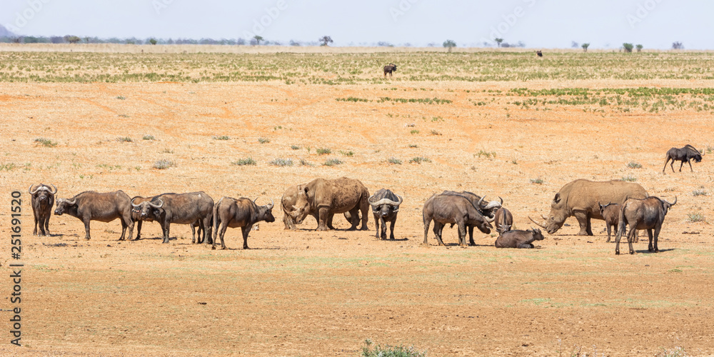 White Rhino and Buffalo White Rhino and Buffalo