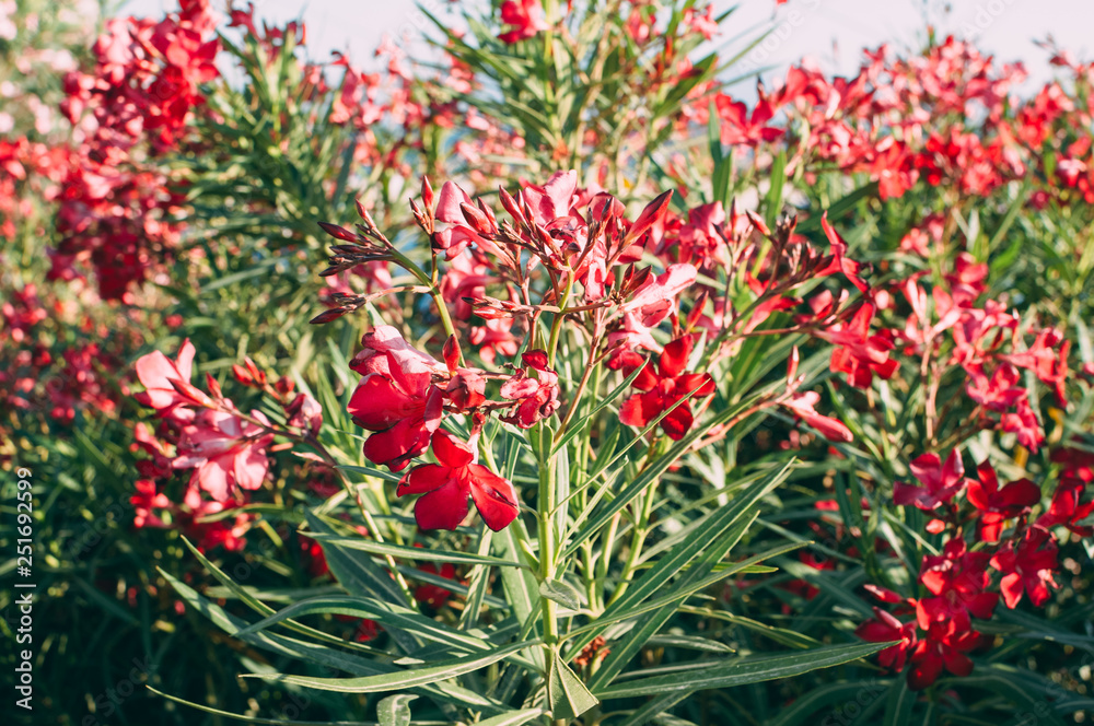Obraz premium A group of red flowers in nature. Summer. The national flower of the Netherlands, Turkey and Hungary.