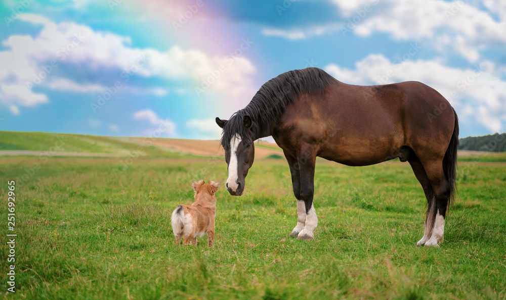 Horse and border collie dog are friends