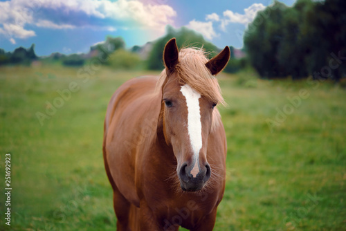 Beautiful horse in the field. © dmytro_khlystun
