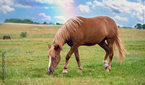 Beautiful horse is eating grass in the field.