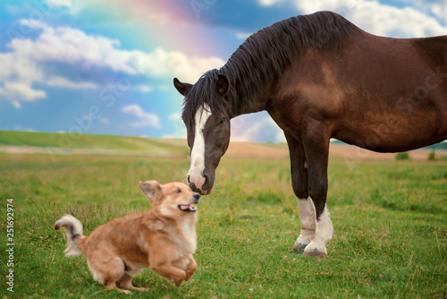 Horse and border collie dog are friends
