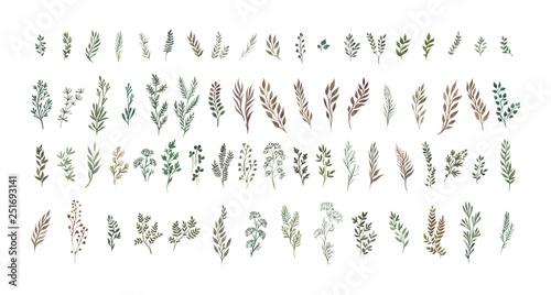 Watercolor herbal organic nature floral illustration set on white background