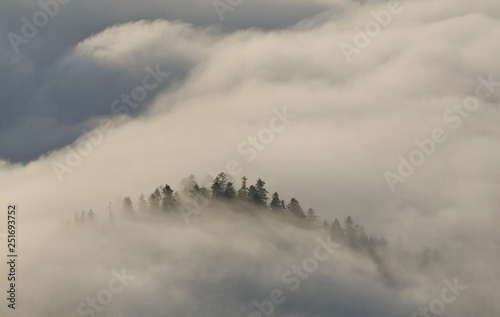 Misty morning in mountains, fog and trees, Pieniny, Poland © Marcin