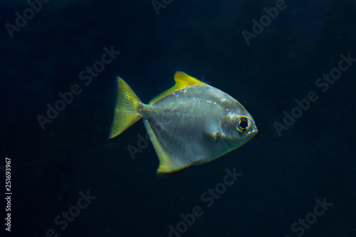 Silver moonyfish  silver moony  butter bream  diamondfish  Monodactylus argentus .