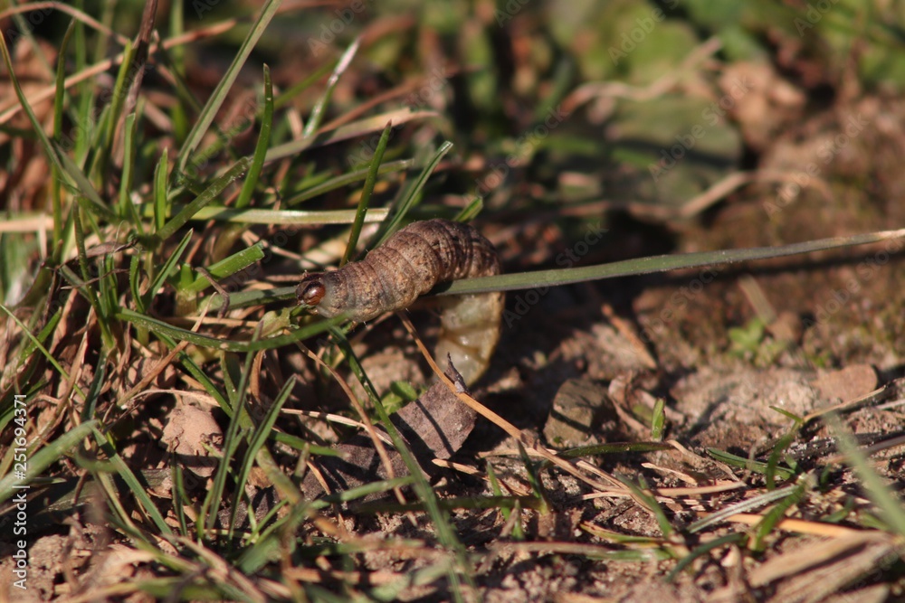 Moth Caterpillar having fun in the sun