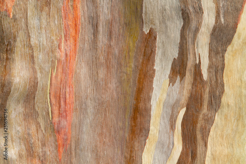 Colorful abstract pattern from Eucalyptus tree bark