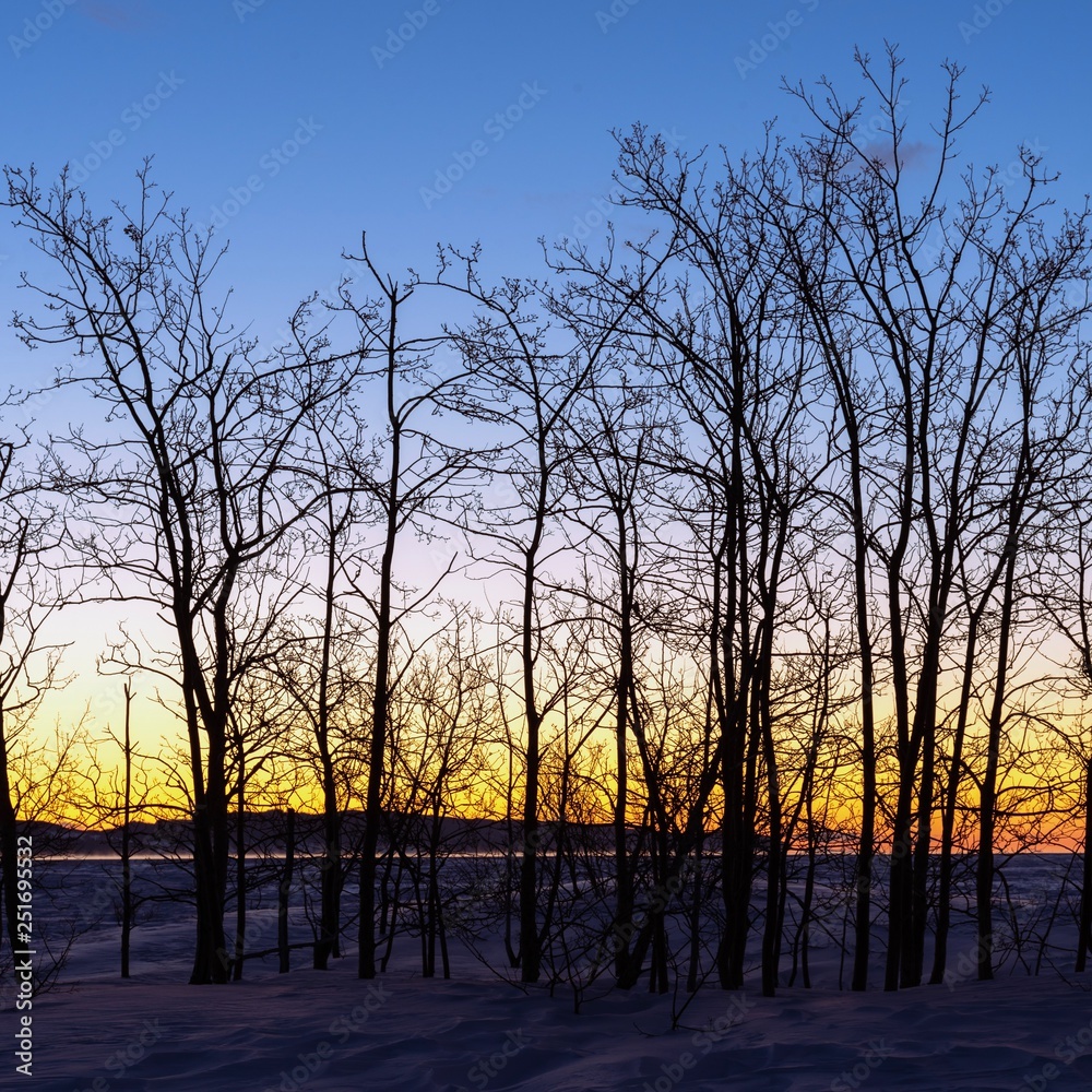Early winter morning silhouette of leafless trees with colorful background sky.
