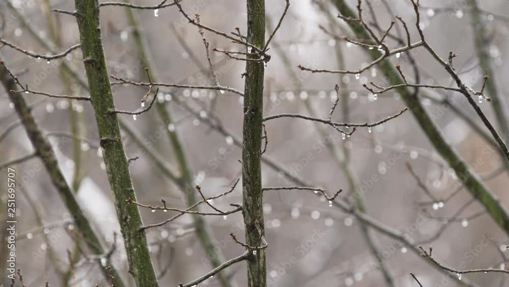 Freezing Rain On Branches In Virginia Freezing Rain On Branches In Virginia