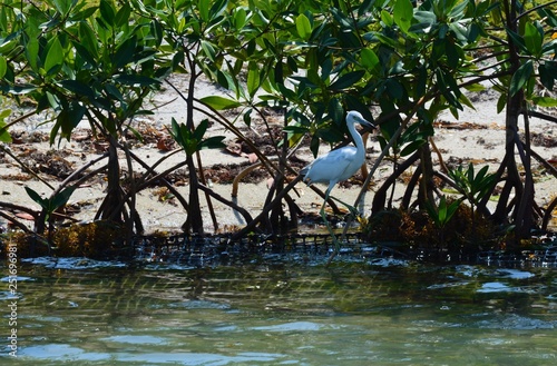 white heron looking for fish